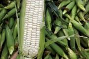 干玉米多少钱一斤(不同地区价格不同)
